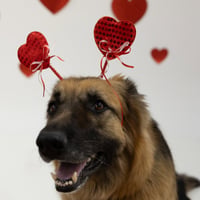 Pippi - Photo 6