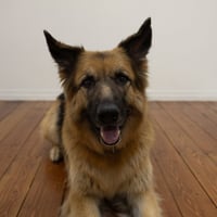 Pippi - Photo 2
