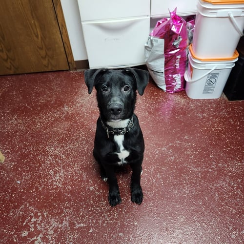 SPIRITBOX - Border Collie for adoption in Fargo