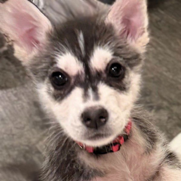 MALLORY - Husky available for adoption