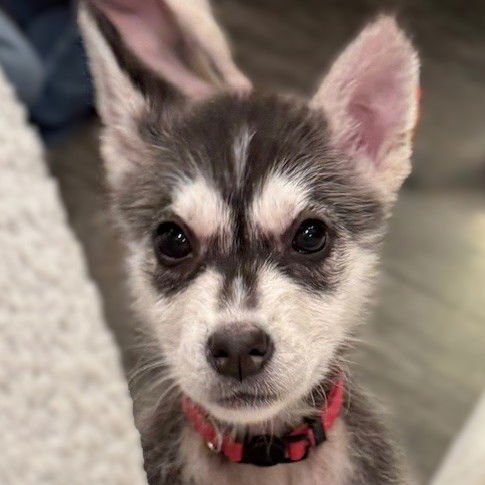 MALLORY - Husky available for adoption