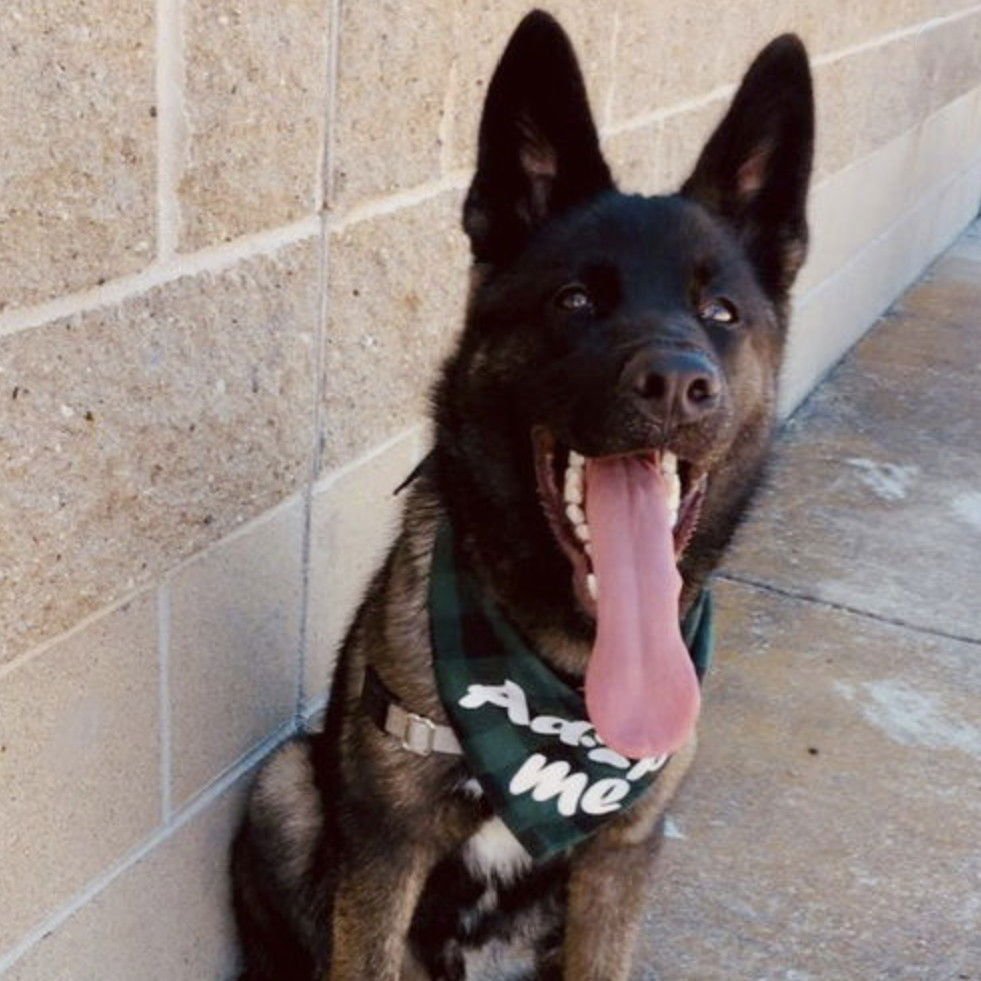 GUTHRIE - Shepherd / Husky available for adoption