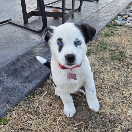 BLUE RIBBON - Cattle Dog for adoption in Fargo