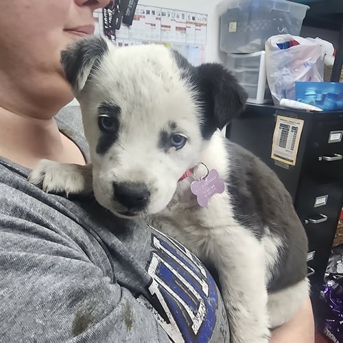 BLUE RIBBON - Cattle Dog available for adoption