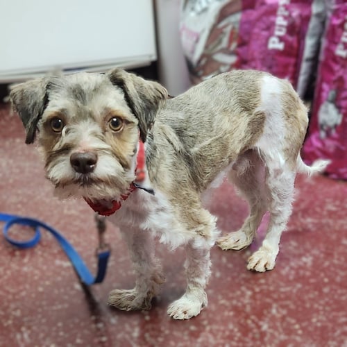 GERARD - Miniature Schnauzer for adoption in Fargo