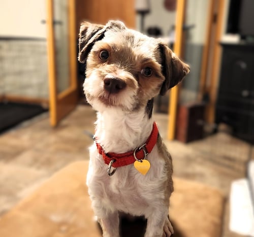 GERARD - Miniature Schnauzer for adoption in Fargo