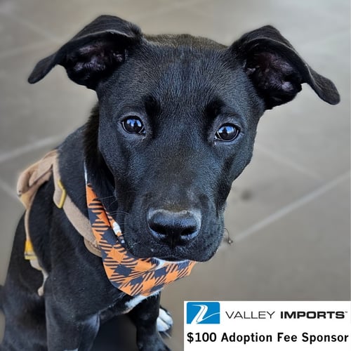 MIGGY - Labrador Retriever for adoption in Fargo