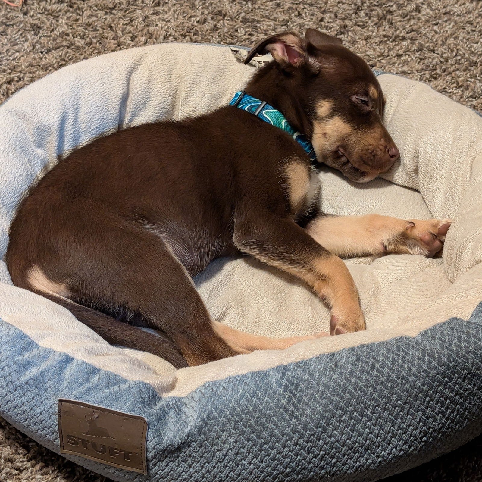 LIA - Husky / Pit Bull Terrier available for adoption