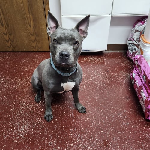 FRITTI - Pit Bull Terrier for adoption in Fargo