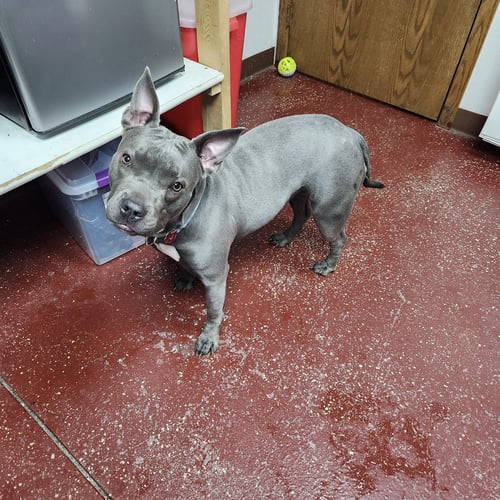 FRITTI - Pit Bull Terrier available for adoption