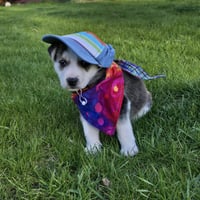 Kojak - Photo 3