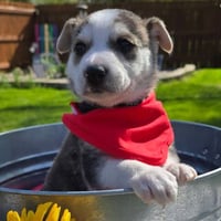 Kojak - Photo 4