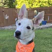 Kojak - Photo 2