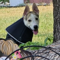 Kojak - Photo 4