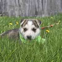 Kojak - Photo 7