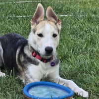 Kojak - Photo 3