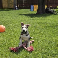 Kojak - Photo 16