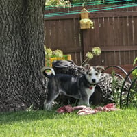 Kojak - Photo 17