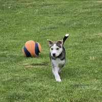 Kojak - Photo 20