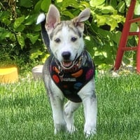 Kojak - Photo 8