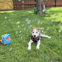 Kojak - Photo 9