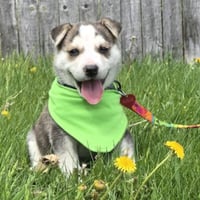 Kojak - Photo 24