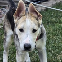 Kojak - Photo 5