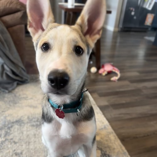 KOJAK - Husky for adoption in Fargo