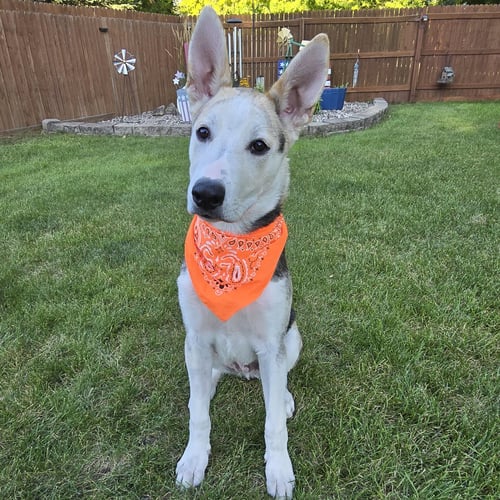 KOJAK - Husky for adoption in Fargo