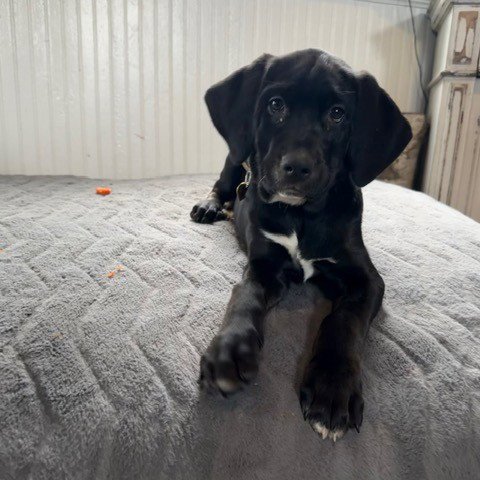 ZIPDRIVE - Retriever / Spaniel for adoption in Fargo