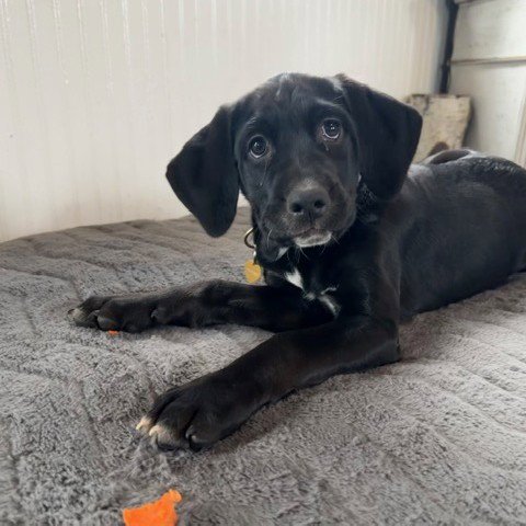 ZIPDRIVE - Retriever / Spaniel available for adoption