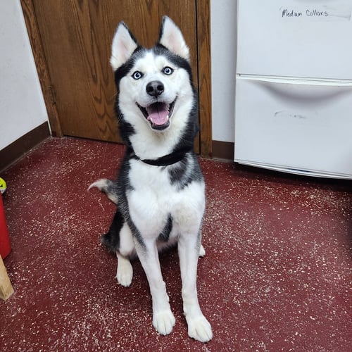 LEFFINGWELL - Husky for adoption in Fargo