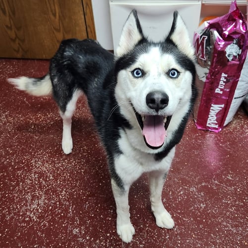 LEFFINGWELL - Husky available for adoption