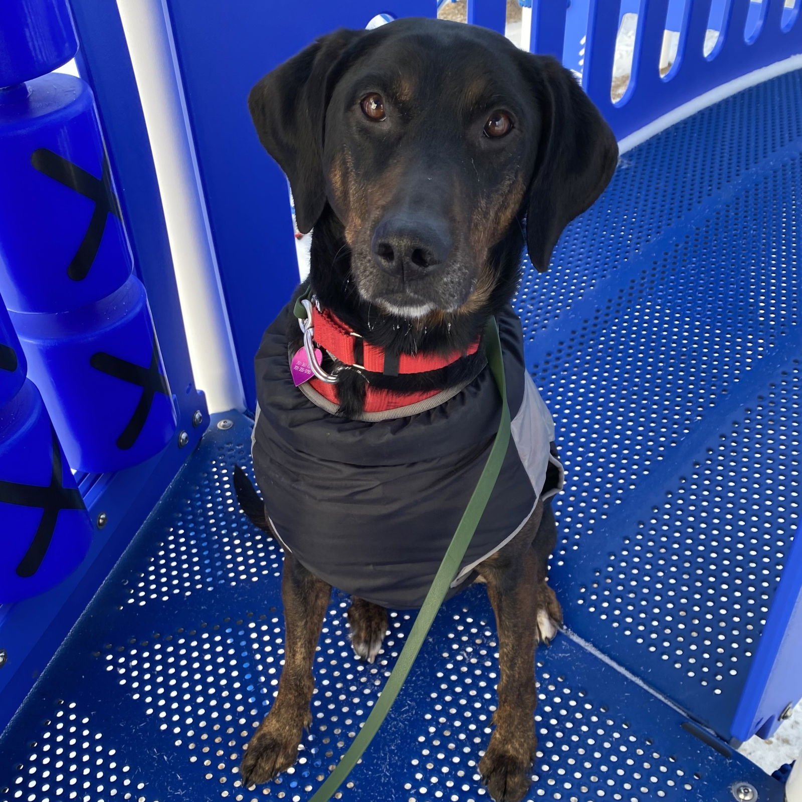 ANTHONY EDWARDS - Hound available for adoption