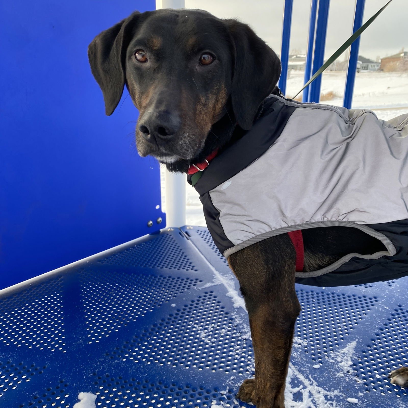 ANTHONY EDWARDS - Hound available for adoption