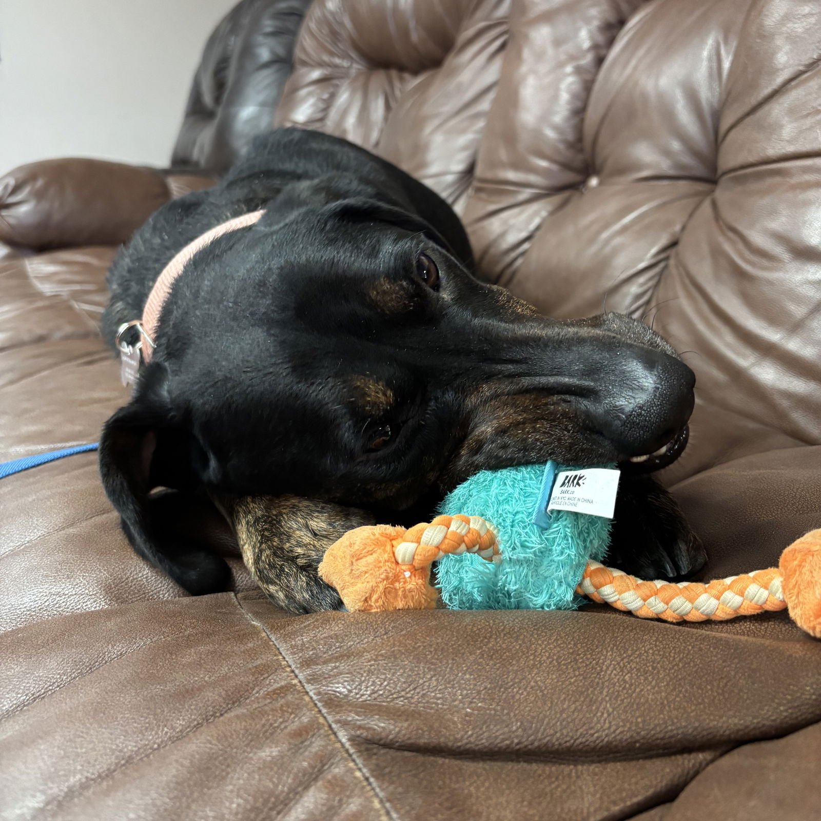 Anthony Edwards - Photo 7