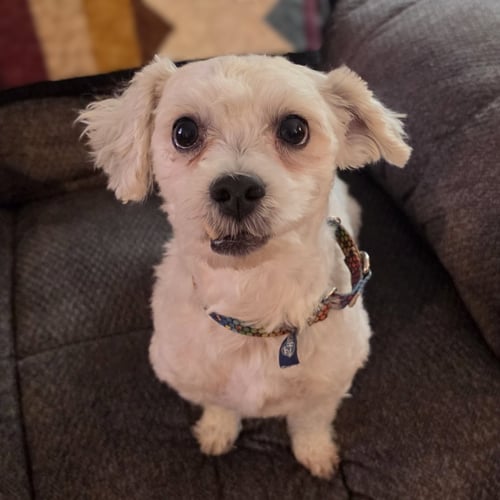 HOWARD - Maltese for adoption in Fargo