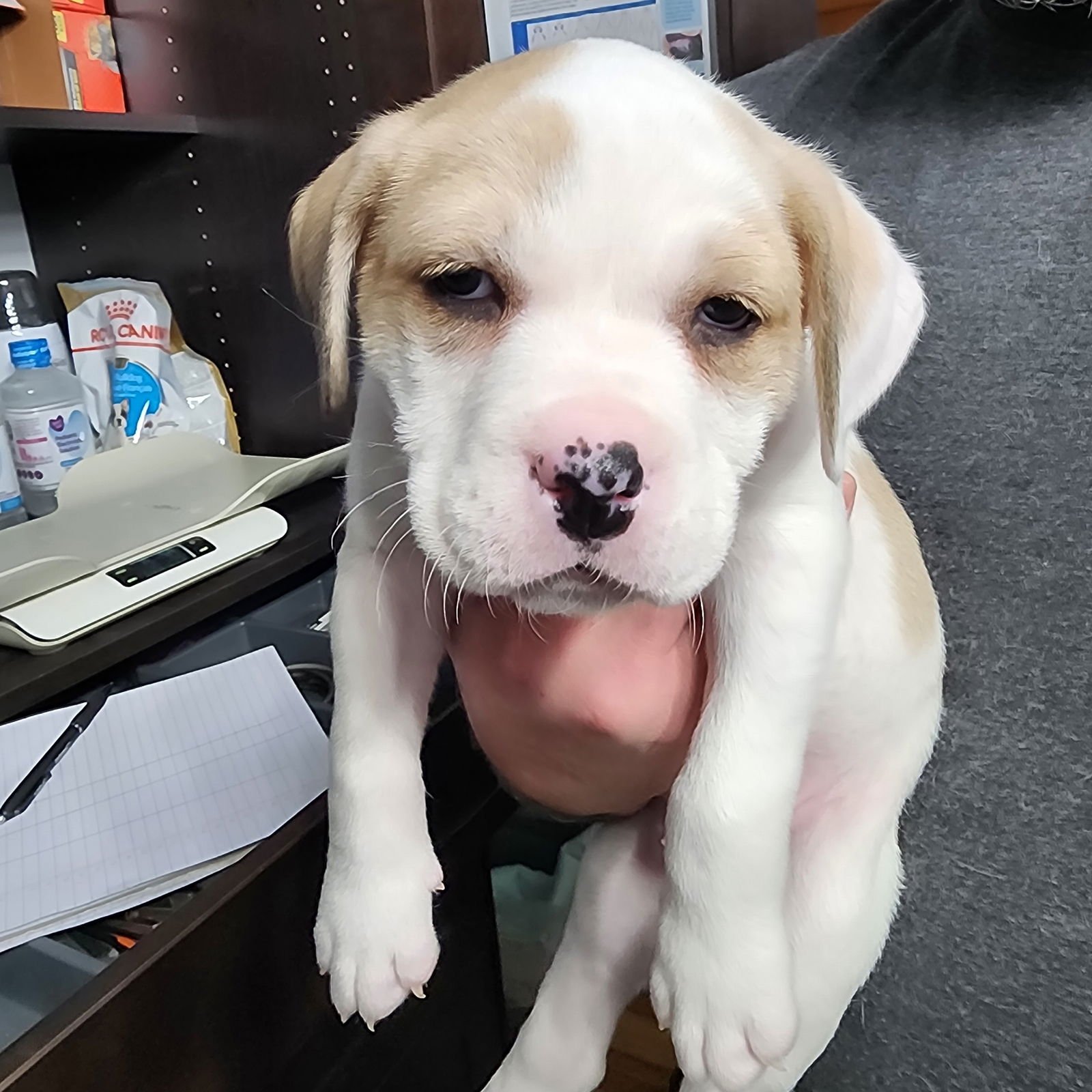 GEEGAW - Pit Bull Terrier available for adoption