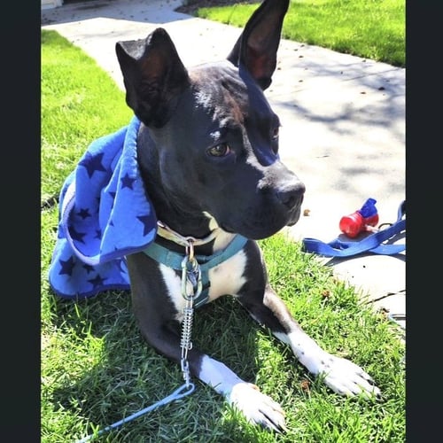 PERSEPHONE - Pit Bull Terrier for adoption in Fargo
