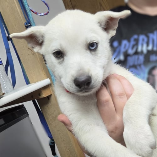 TALIA - Husky for adoption in Fargo