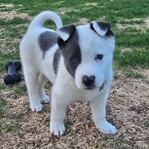 CORN DOG - Cattle Dog for adoption in Fargo