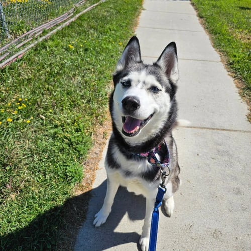 SWEATPANTS - Husky for adoption in Fargo
