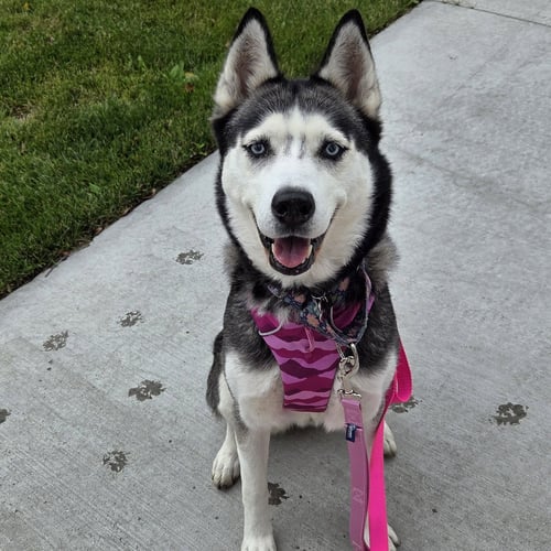 SWEATPANTS - Husky for adoption in Fargo