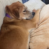 Ernie - Photo 7