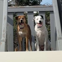 Ernie - Photo 3
