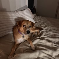 Ernie - Photo 5