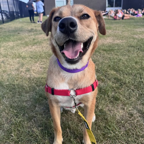 ERNIE - Shepherd available for adoption