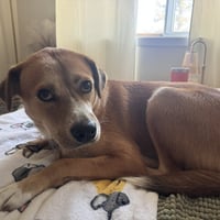 Ernie - Photo 8