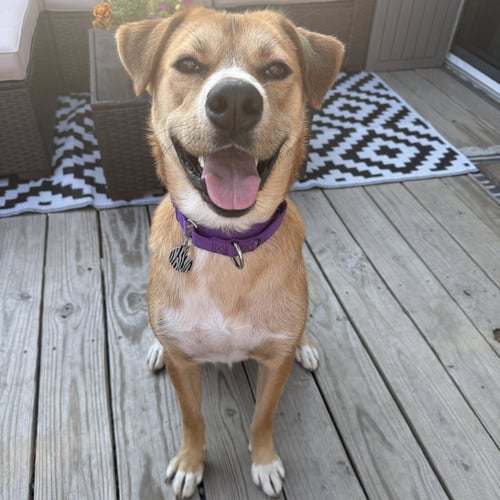 ERNIE - Shepherd for adoption in Fargo