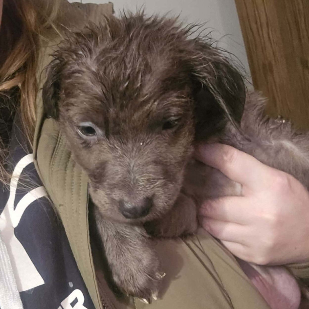 CALSON - Pit Bull Terrier available for adoption